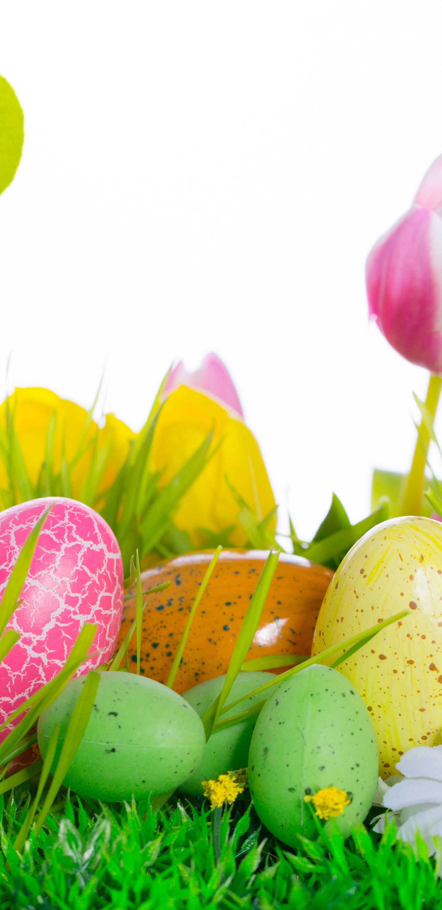 Osterei, Gras, Ostern, Frühjahr, Blütenblatt. Wallpaper in 1440x2960 Resolution