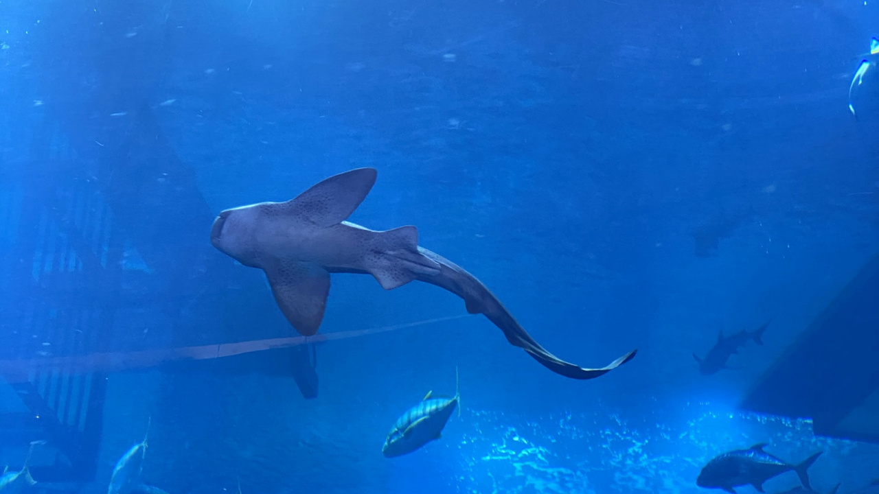 Agua, Submarino, Líquido, Aleta, Pescado. Wallpaper in 1280x720 Resolution