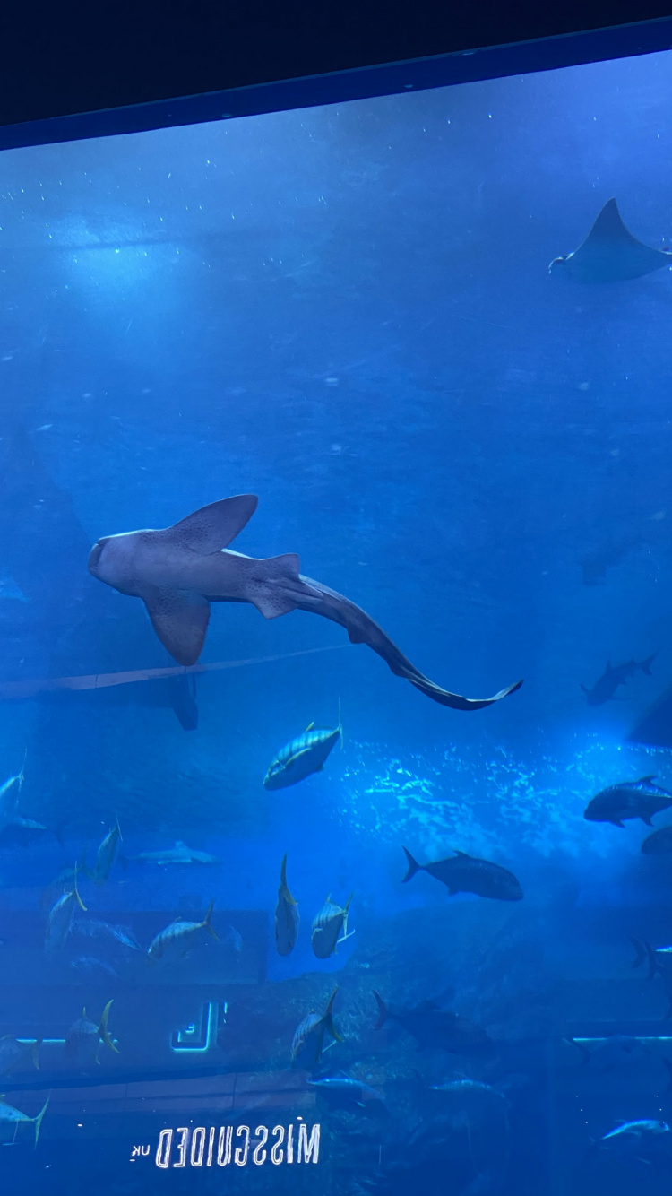 Water, Underwater, Fluid, Fin, Electric Blue. Wallpaper in 750x1334 Resolution