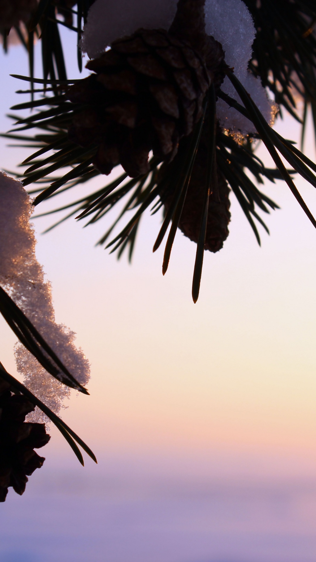 Green Palm Tree During Sunset. Wallpaper in 1080x1920 Resolution