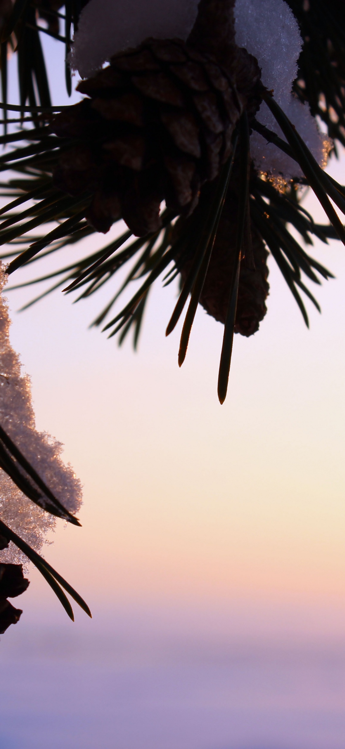 Green Palm Tree During Sunset. Wallpaper in 1125x2436 Resolution