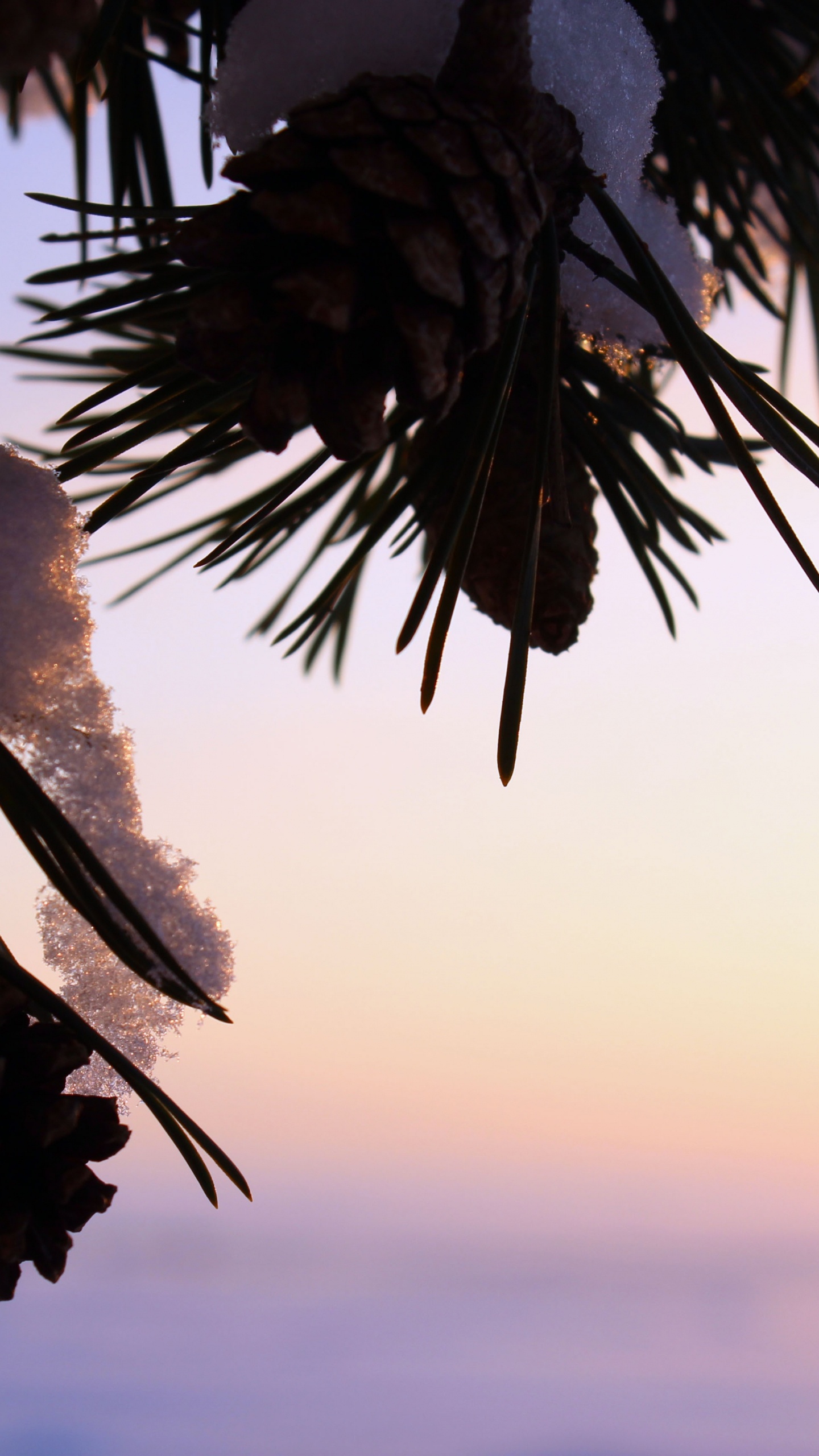 Green Palm Tree During Sunset. Wallpaper in 1440x2560 Resolution