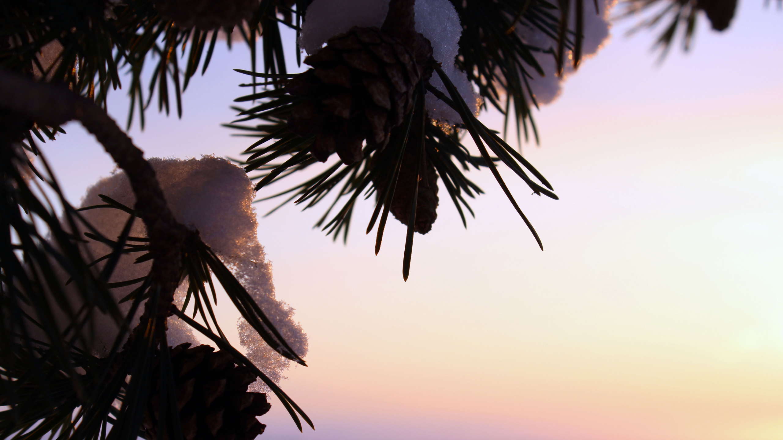 Green Palm Tree During Sunset. Wallpaper in 2560x1440 Resolution