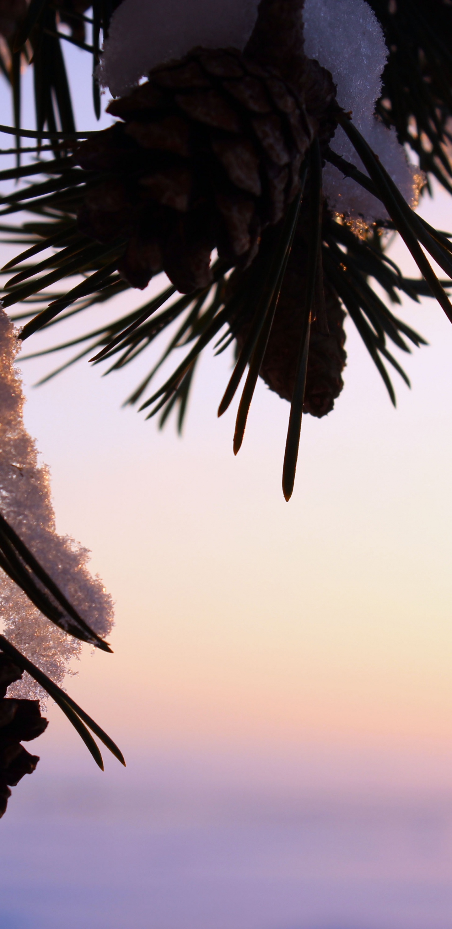 Palmier Vert au Coucher du Soleil. Wallpaper in 1440x2960 Resolution