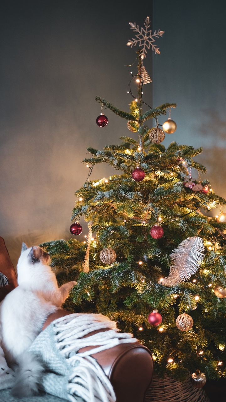 Weihnachtsbaum, Baum-topper, Verzierung, Christmas Ornament, Weihnachtsbaumspitze. Wallpaper in 720x1280 Resolution