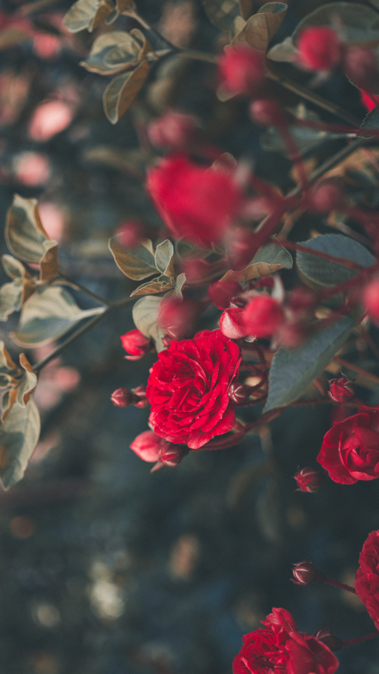 Rote Rose Blüht Tagsüber. Wallpaper in 750x1334 Resolution