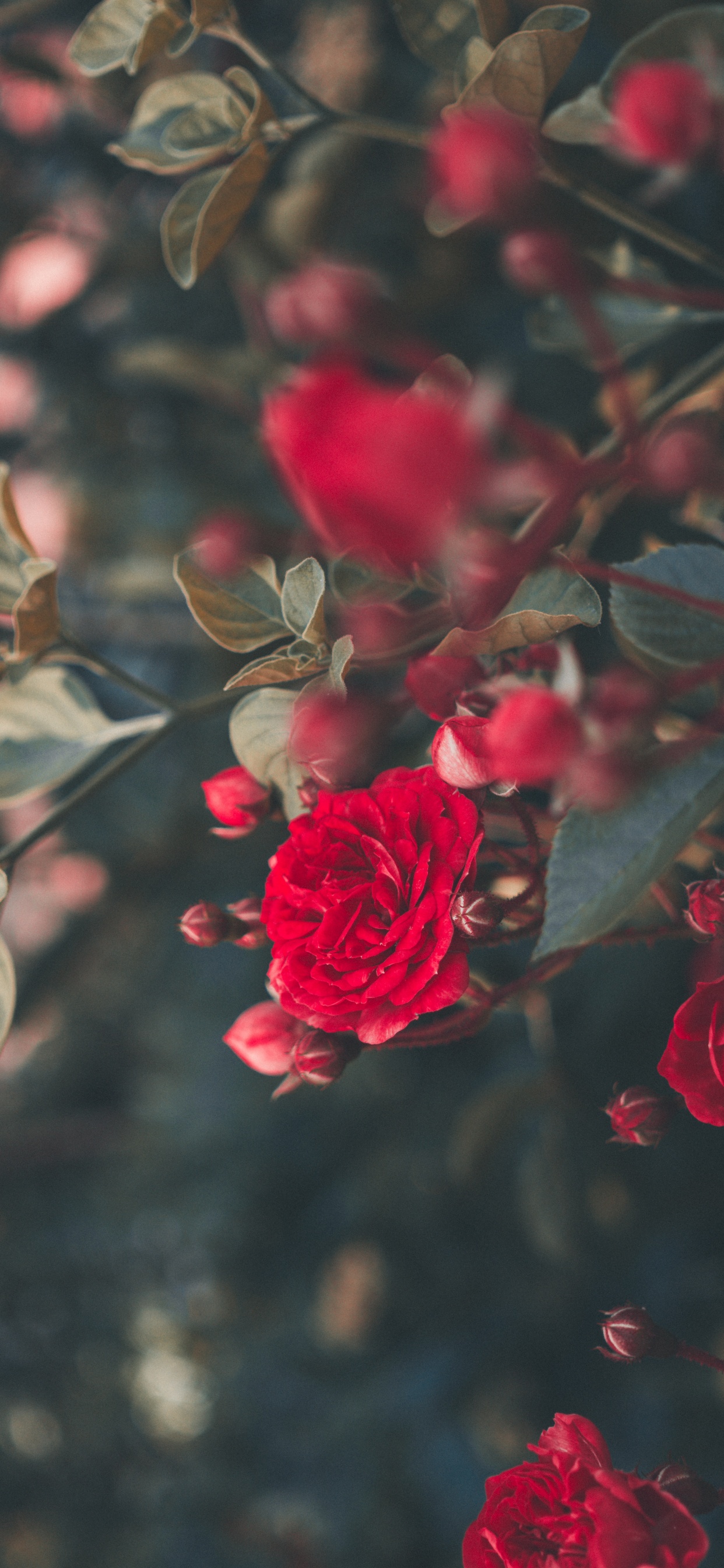 Rose Rouge en Fleurs Pendant la Journée. Wallpaper in 1242x2688 Resolution