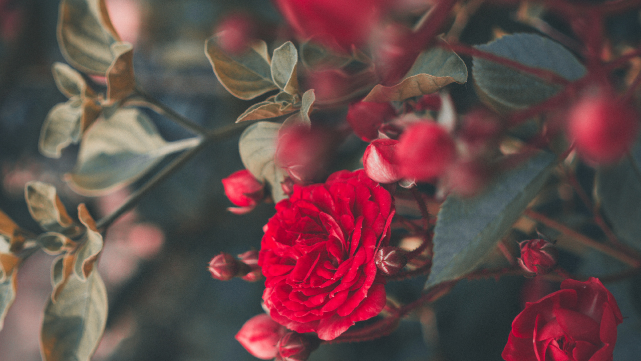 Rose Rouge en Fleurs Pendant la Journée. Wallpaper in 1280x720 Resolution