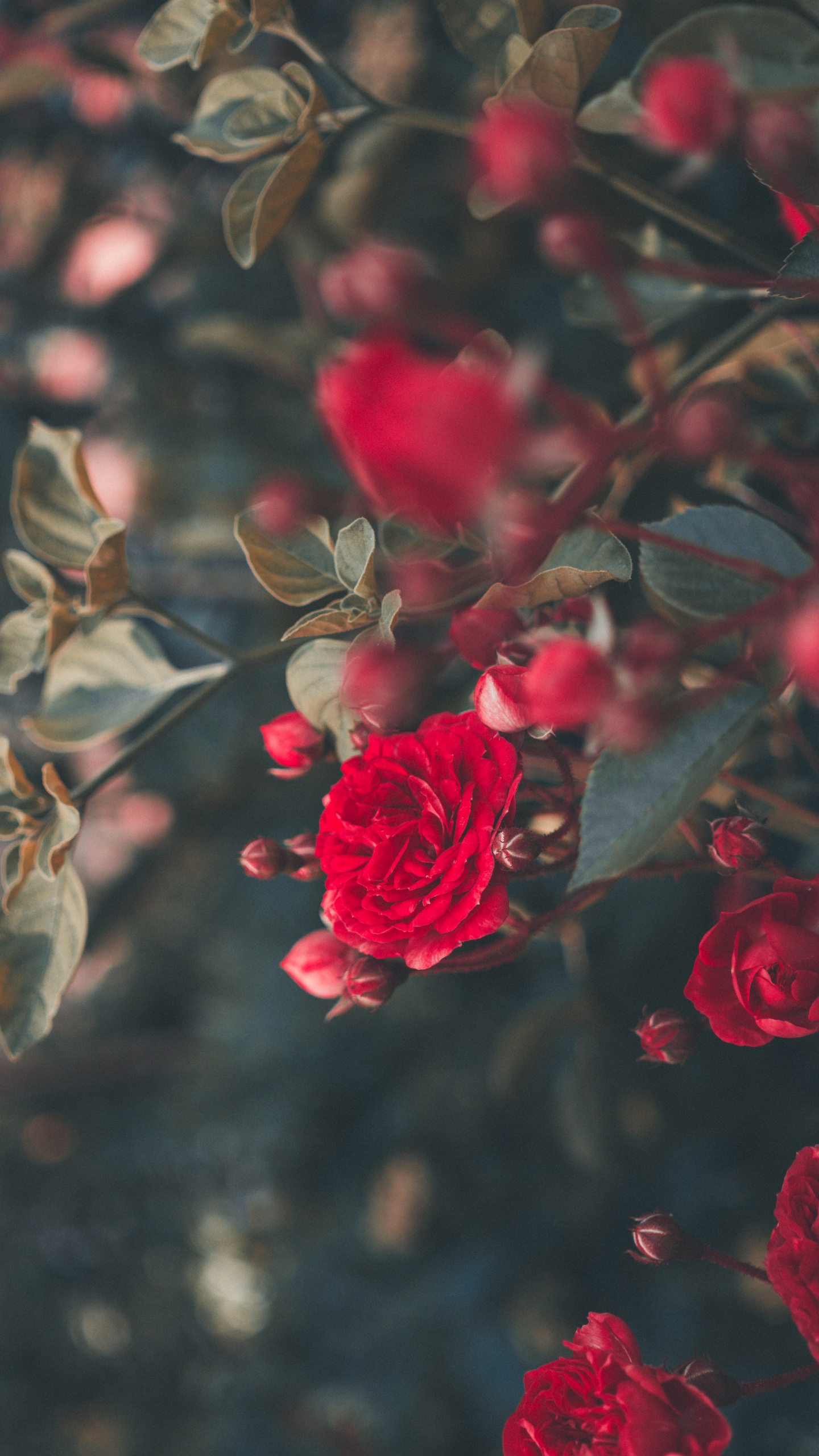 Rose Rouge en Fleurs Pendant la Journée. Wallpaper in 1440x2560 Resolution