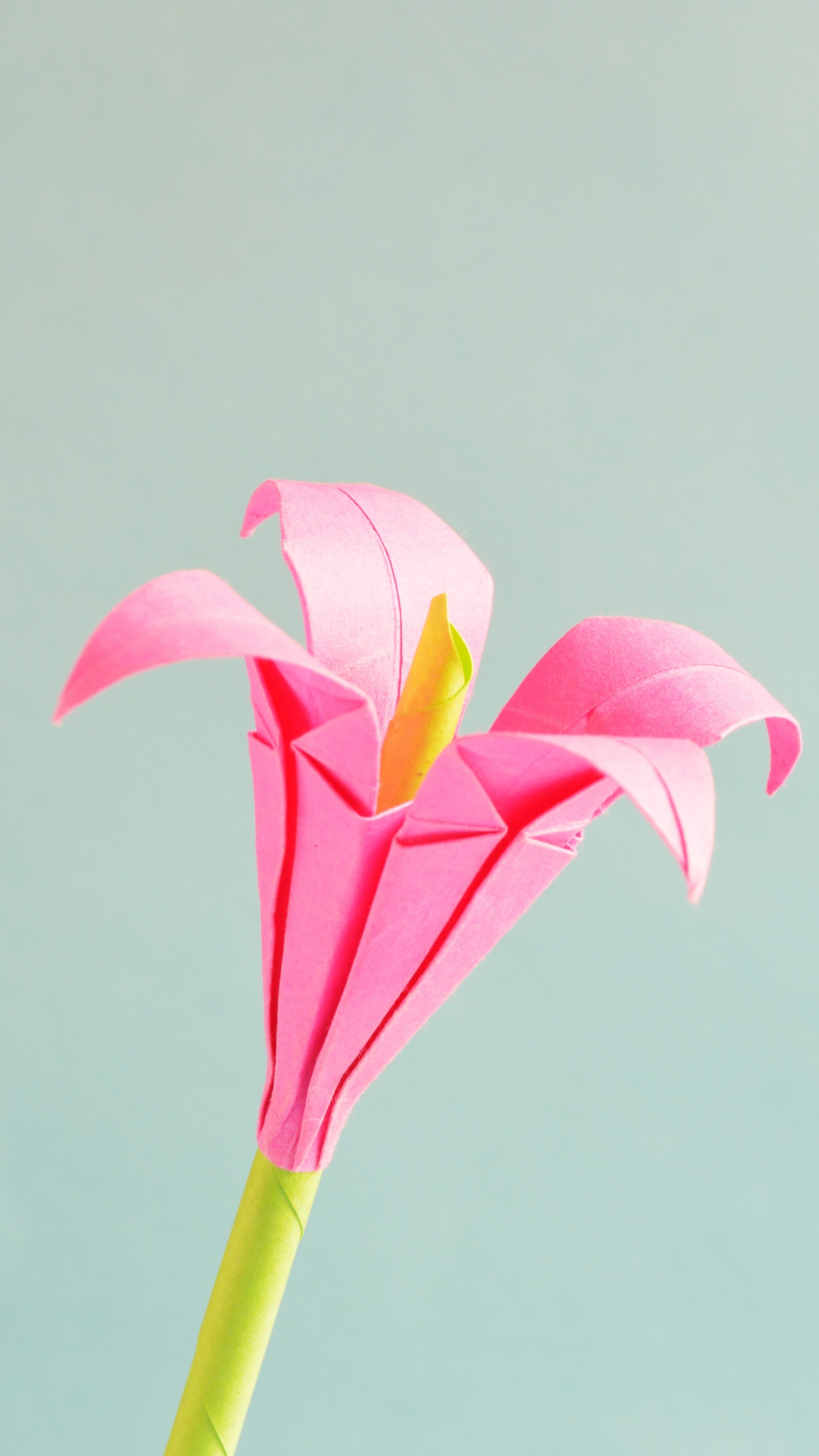 Flor Rosa y Amarilla Con Tallo Verde. Wallpaper in 1440x2560 Resolution