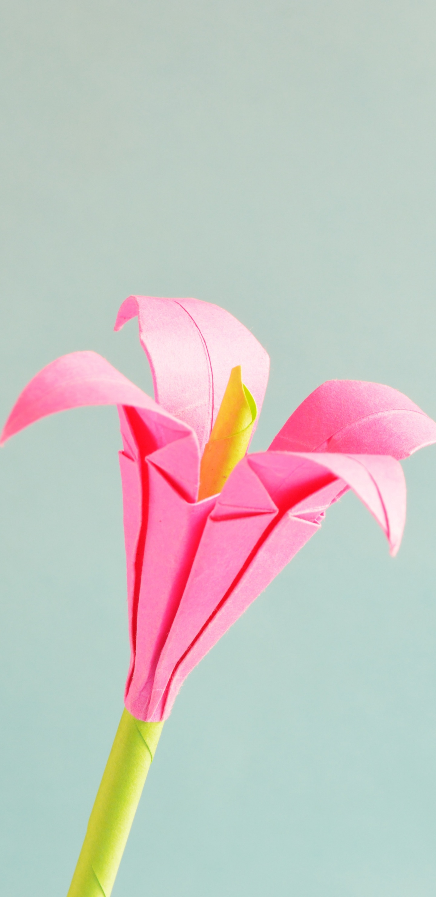 Fleur Rose et Jaune Avec Tige Verte. Wallpaper in 1440x2960 Resolution