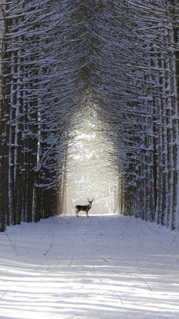 Person im Weißen Kittel, Die Tagsüber Auf Schneebedeckten Pfaden Zwischen Bäumen Geht. Wallpaper in 720x1280 Resolution