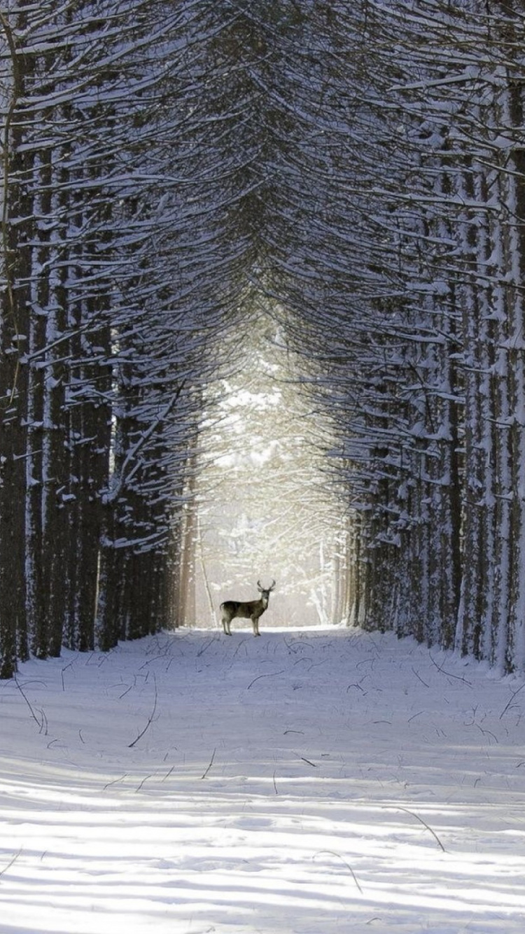 Person im Weißen Kittel, Die Tagsüber Auf Schneebedeckten Pfaden Zwischen Bäumen Geht. Wallpaper in 750x1334 Resolution