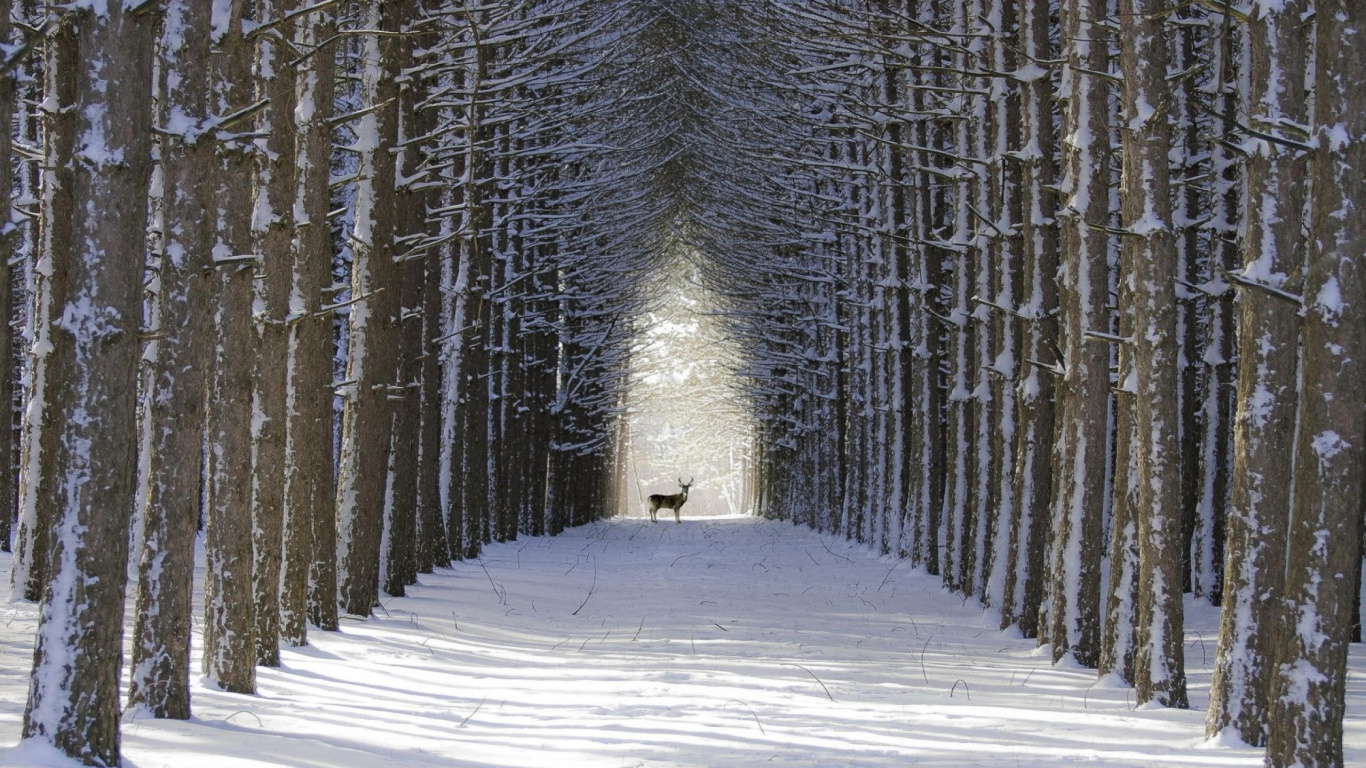 Person in White Coat Walking on Snow Covered Pathway Between Trees During Daytime. Wallpaper in 1366x768 Resolution