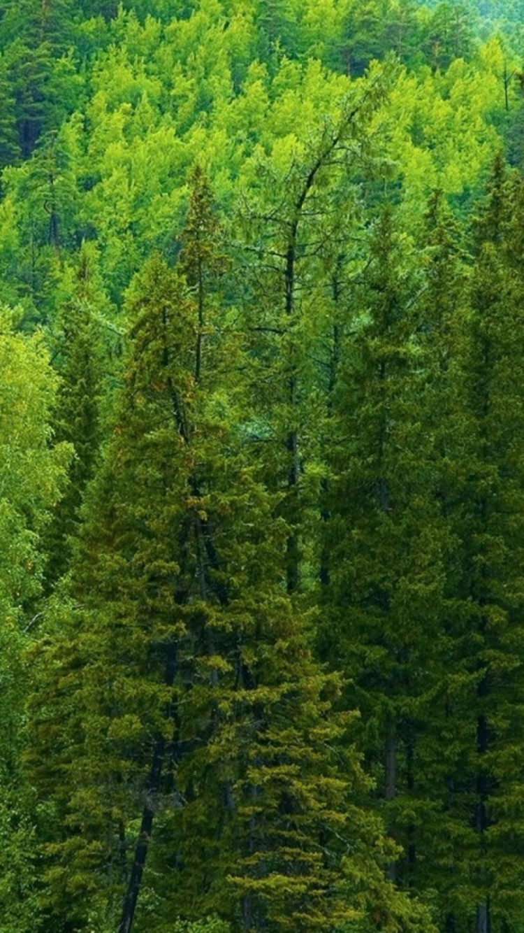 Tagsüber Grüne Bäume im Wald. Wallpaper in 750x1334 Resolution