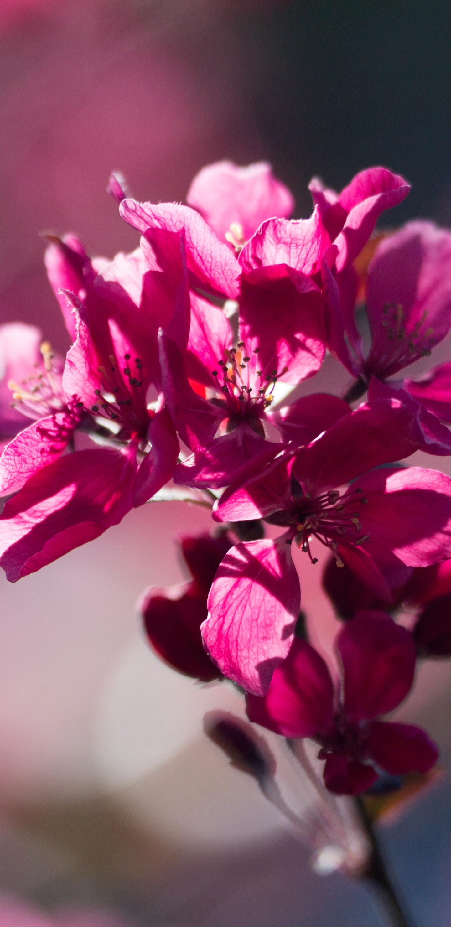 Pink Flower in Tilt Shift Lens. Wallpaper in 1440x2960 Resolution