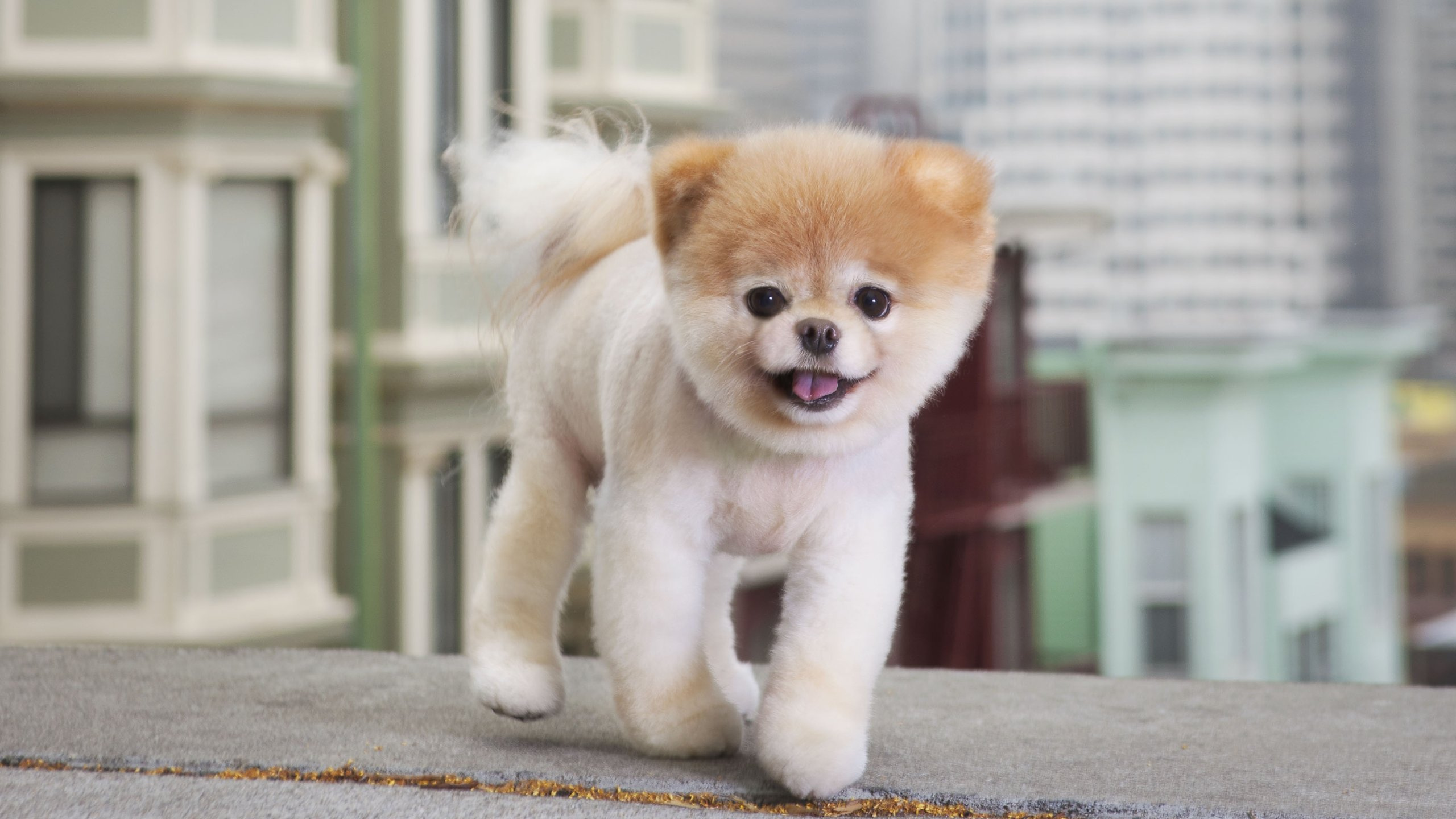 Cachorro Pomerania Marrón y Blanco Sobre Piso de Concreto Gris Durante el Día. Wallpaper in 2560x1440 Resolution