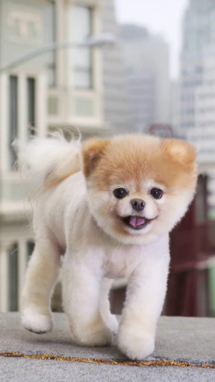 Cachorro Pomerania Marrón y Blanco Sobre Piso de Concreto Gris Durante el Día. Wallpaper in 750x1334 Resolution