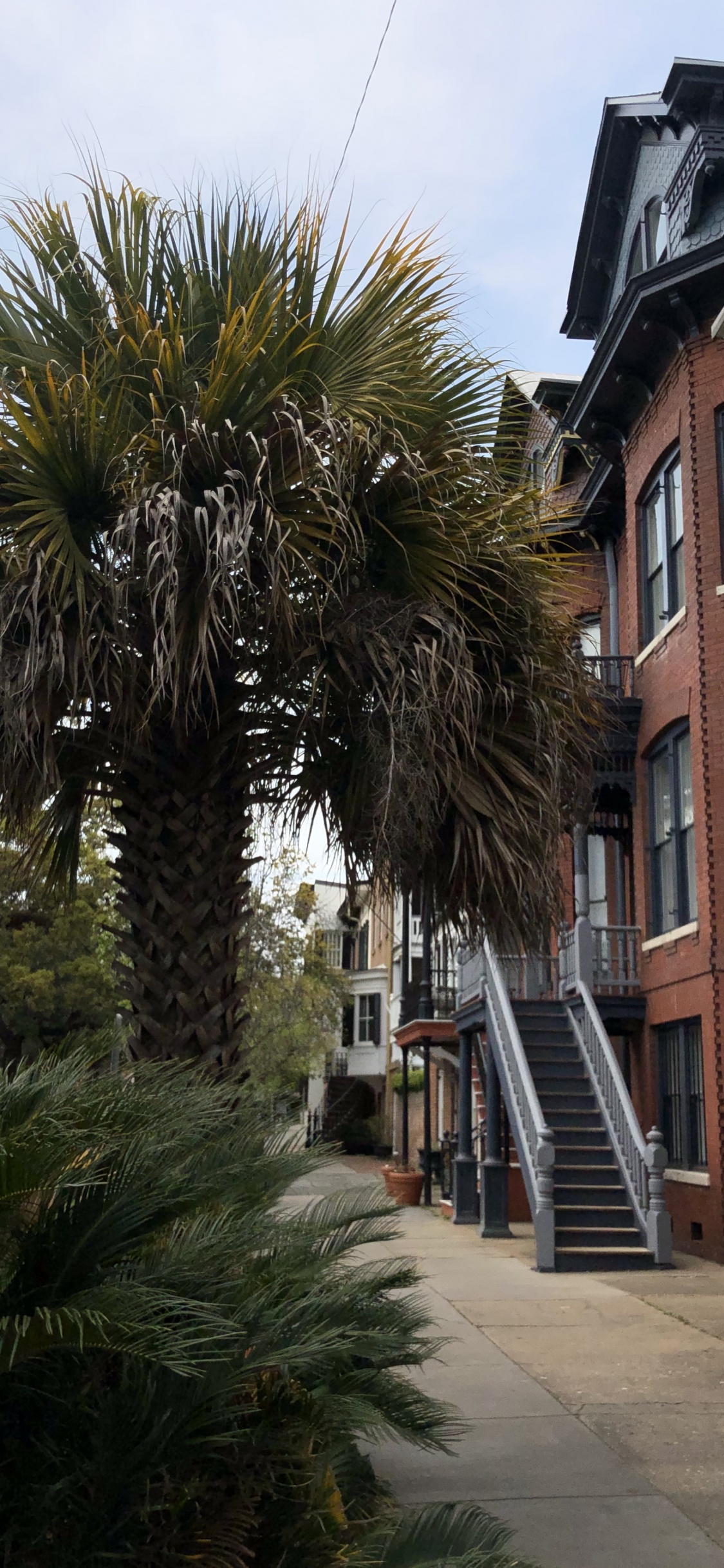 Window, Palm Trees, Real Estate, Stairs, Woody Plant. Wallpaper in 1125x2436 Resolution