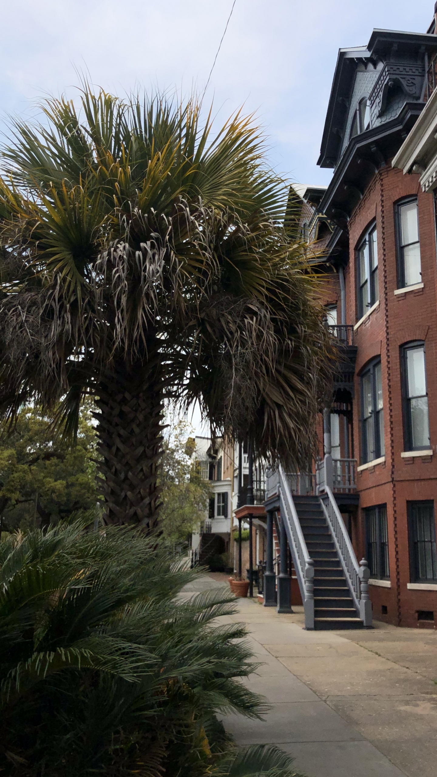 Window, Palm Trees, Real Estate, Stairs, Woody Plant. Wallpaper in 1440x2560 Resolution