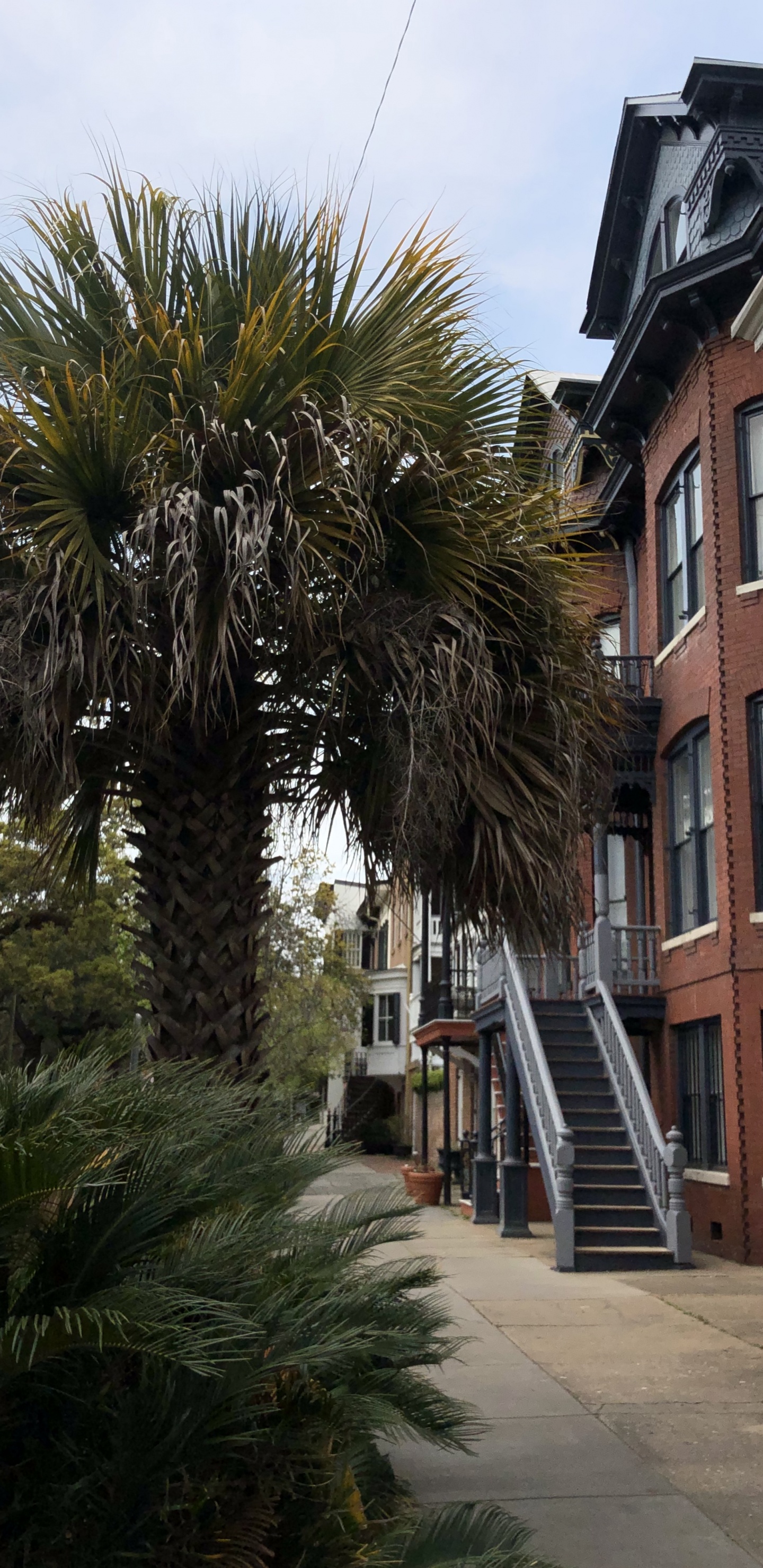 Window, Palm Trees, Real Estate, Stairs, Woody Plant. Wallpaper in 1440x2960 Resolution