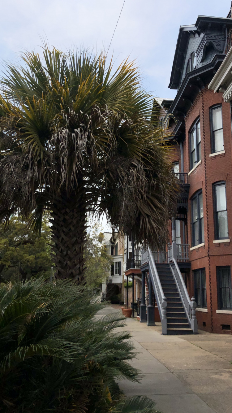 Window, Palm Trees, Real Estate, Stairs, Woody Plant. Wallpaper in 750x1334 Resolution