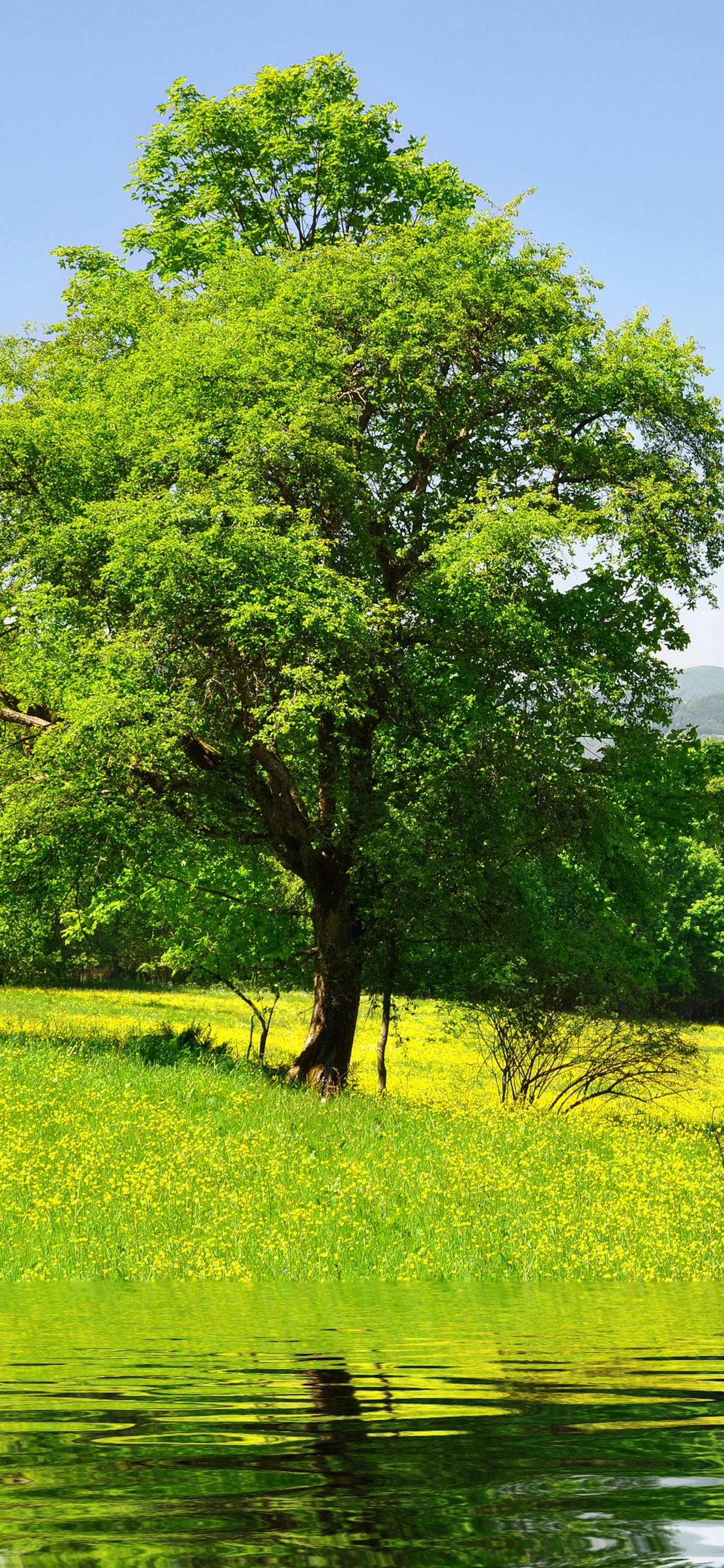 Champ D'herbe Verte et Arbres à Côté de la Rivière Sous Ciel Bleu Pendant la Journée. Wallpaper in 1242x2688 Resolution