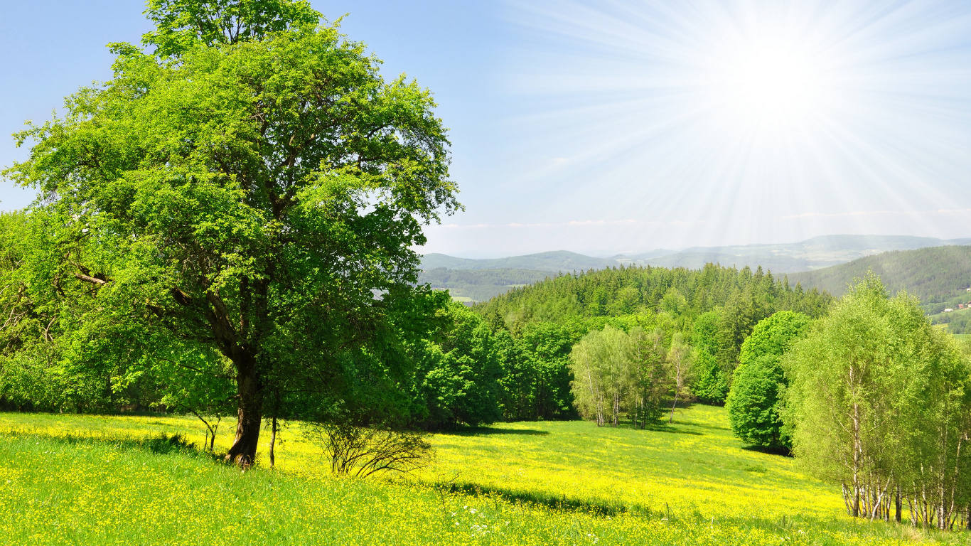 Champ D'herbe Verte et Arbres à Côté de la Rivière Sous Ciel Bleu Pendant la Journée. Wallpaper in 1366x768 Resolution