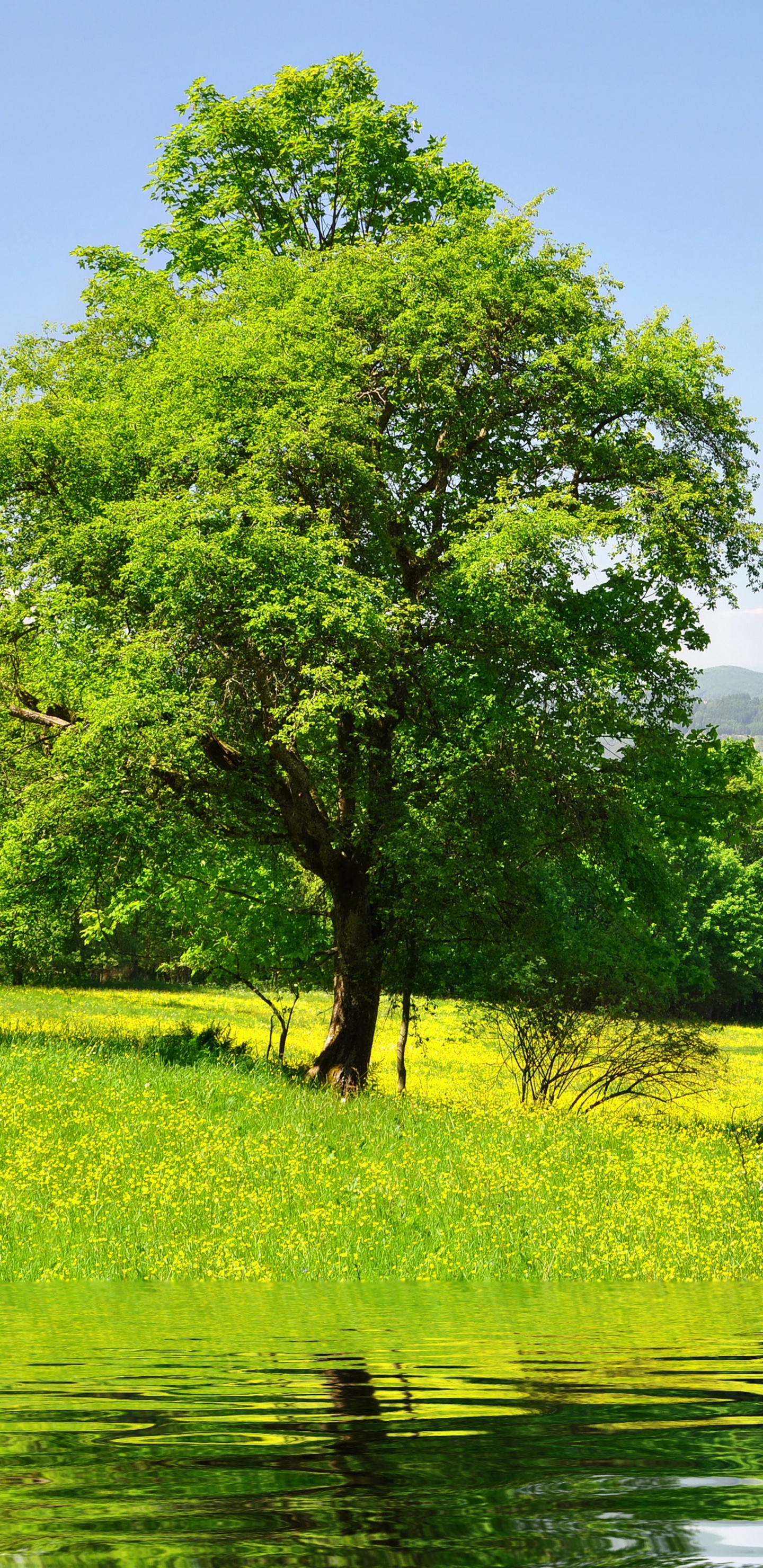 Champ D'herbe Verte et Arbres à Côté de la Rivière Sous Ciel Bleu Pendant la Journée. Wallpaper in 1440x2960 Resolution
