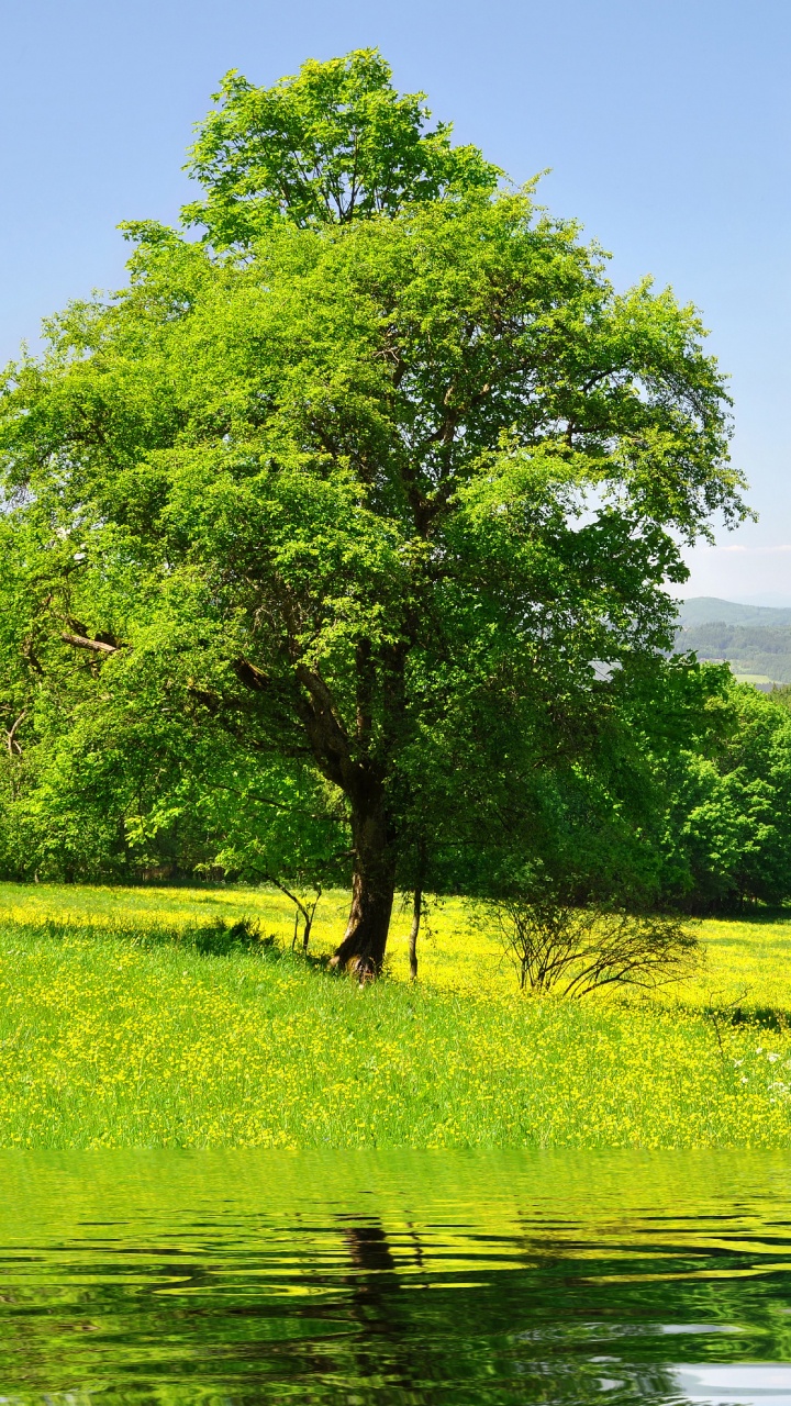 Champ D'herbe Verte et Arbres à Côté de la Rivière Sous Ciel Bleu Pendant la Journée. Wallpaper in 720x1280 Resolution