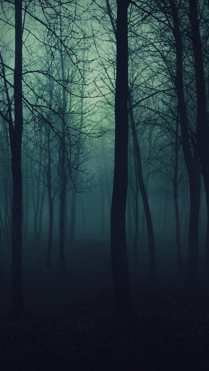 Arbres Nus Noirs en Forêt Pendant la Journée. Wallpaper in 720x1280 Resolution