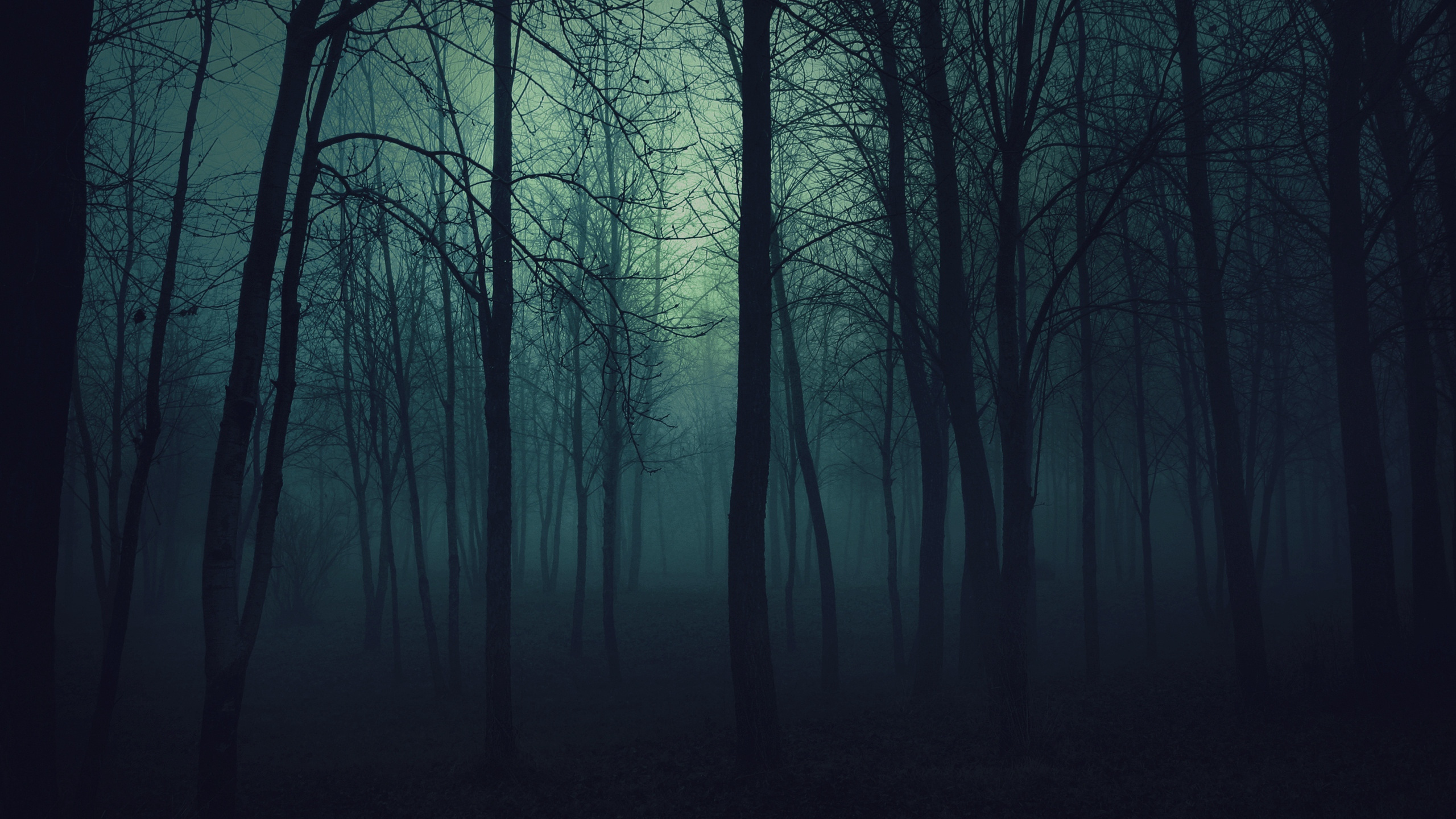 Black Bare Trees in Forest During Daytime. Wallpaper in 2560x1440 Resolution
