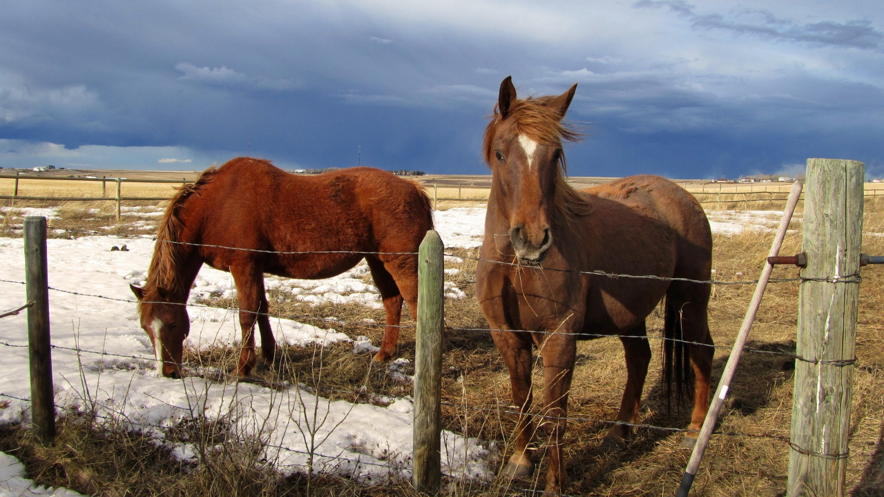 Brown Horse on White Field During Daytime. Wallpaper in 1280x720 Resolution