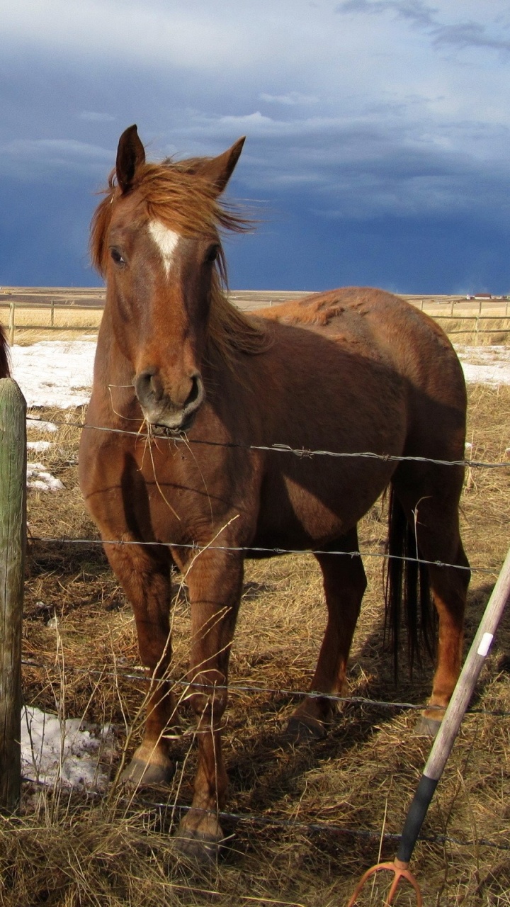 Brown Horse on White Field During Daytime. Wallpaper in 720x1280 Resolution