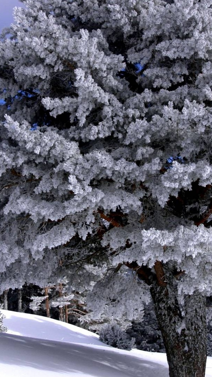 Snow Covered Trees During Daytime. Wallpaper in 720x1280 Resolution