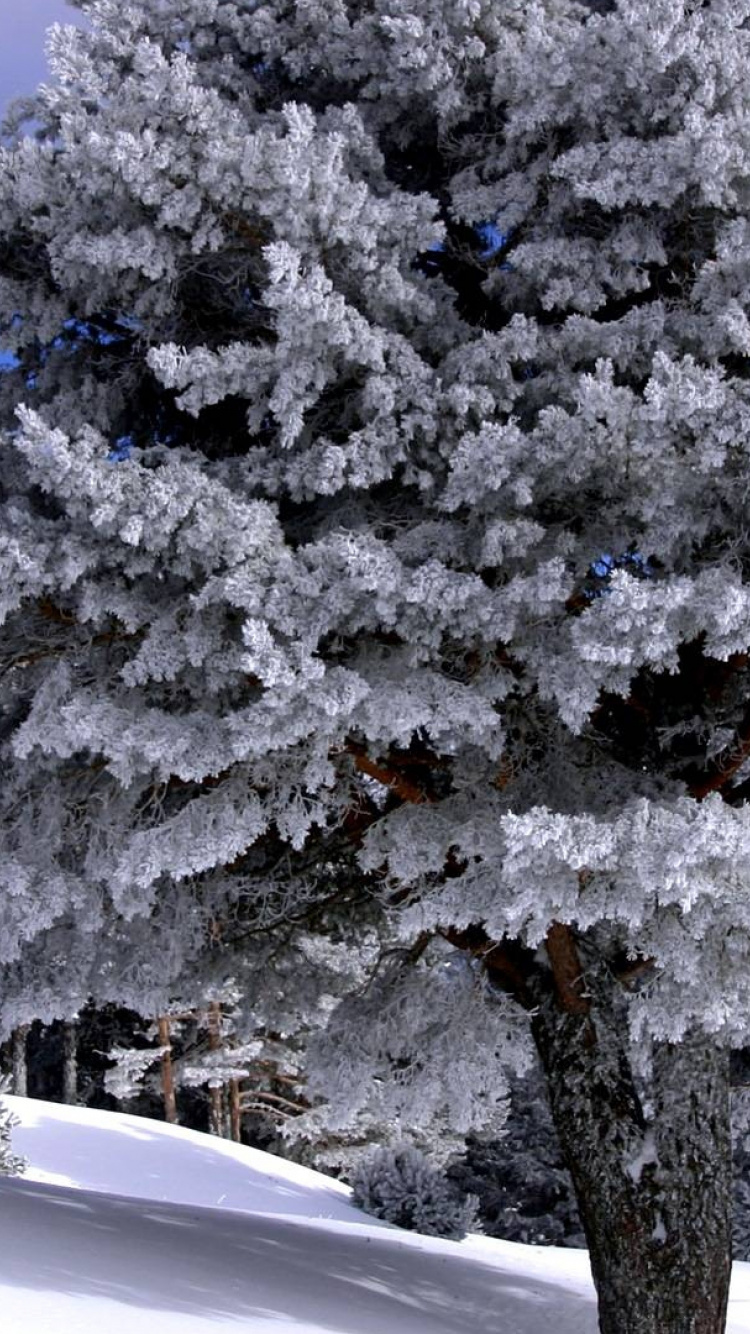 Árboles Cubiertos de Nieve Durante el Día. Wallpaper in 750x1334 Resolution