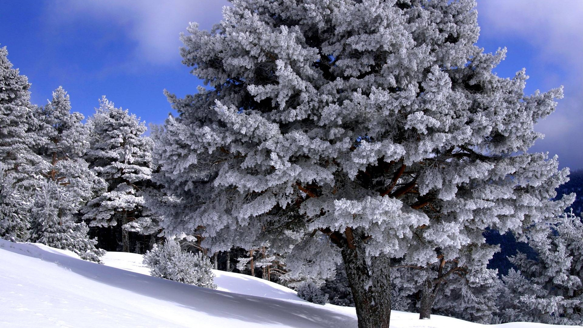 Arbres Couverts de Neige Pendant la Journée. Wallpaper in 1920x1080 Resolution