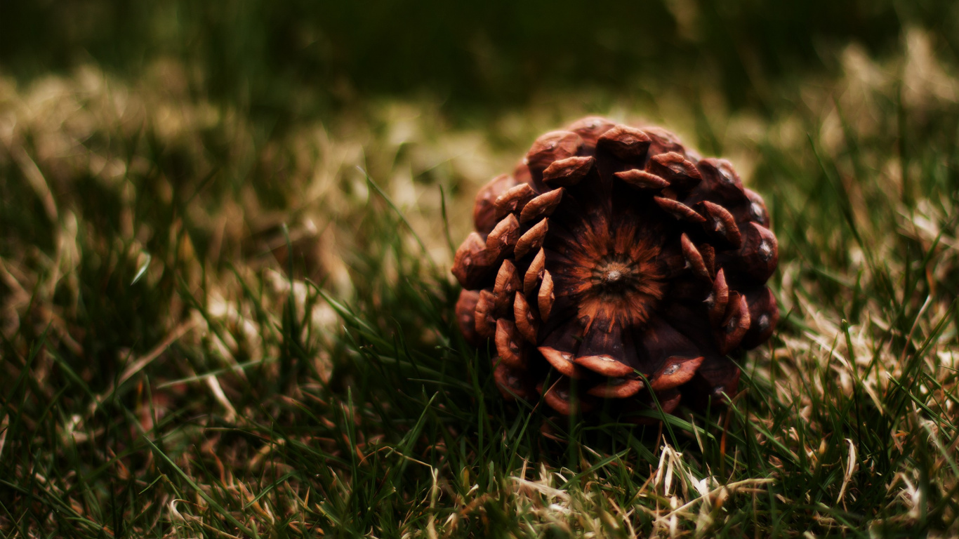 Pomme de Pin Brune Sur L'herbe Verte Pendant la Journée. Wallpaper in 1366x768 Resolution