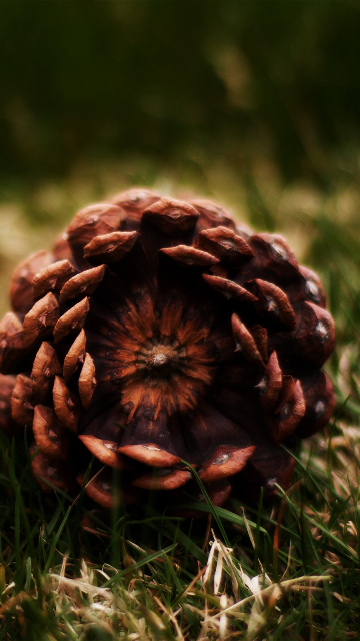 Pomme de Pin Brune Sur L'herbe Verte Pendant la Journée. Wallpaper in 720x1280 Resolution