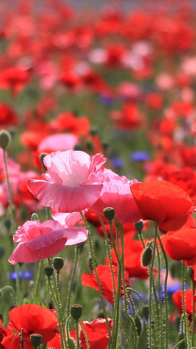 la Floraison de la Plante, Red, Champ, Pavot, Sauvages. Wallpaper in 750x1334 Resolution