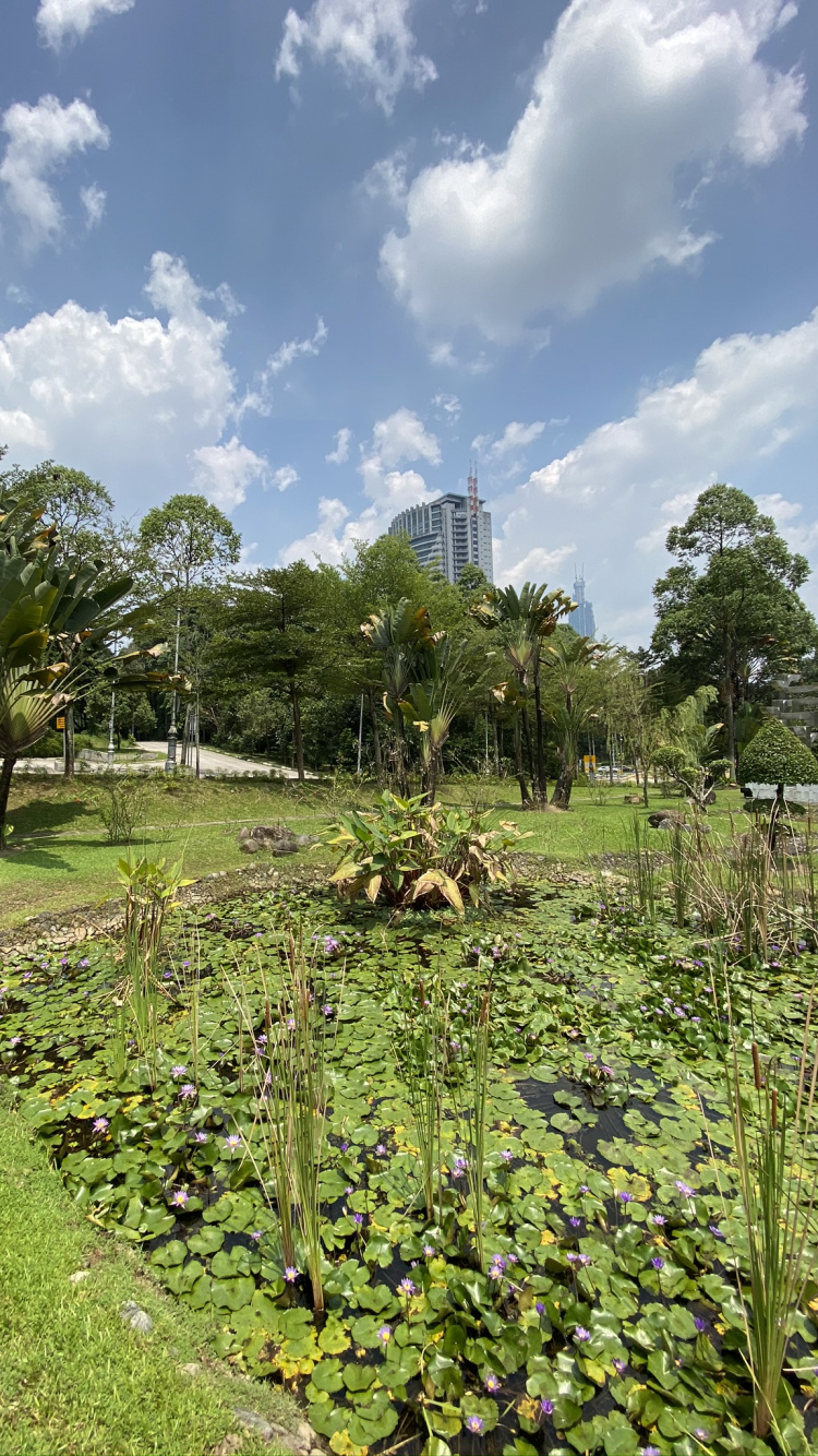 Végétation, Les Terres Beaucoup, Botanique, Garden, Plantation. Wallpaper in 750x1334 Resolution