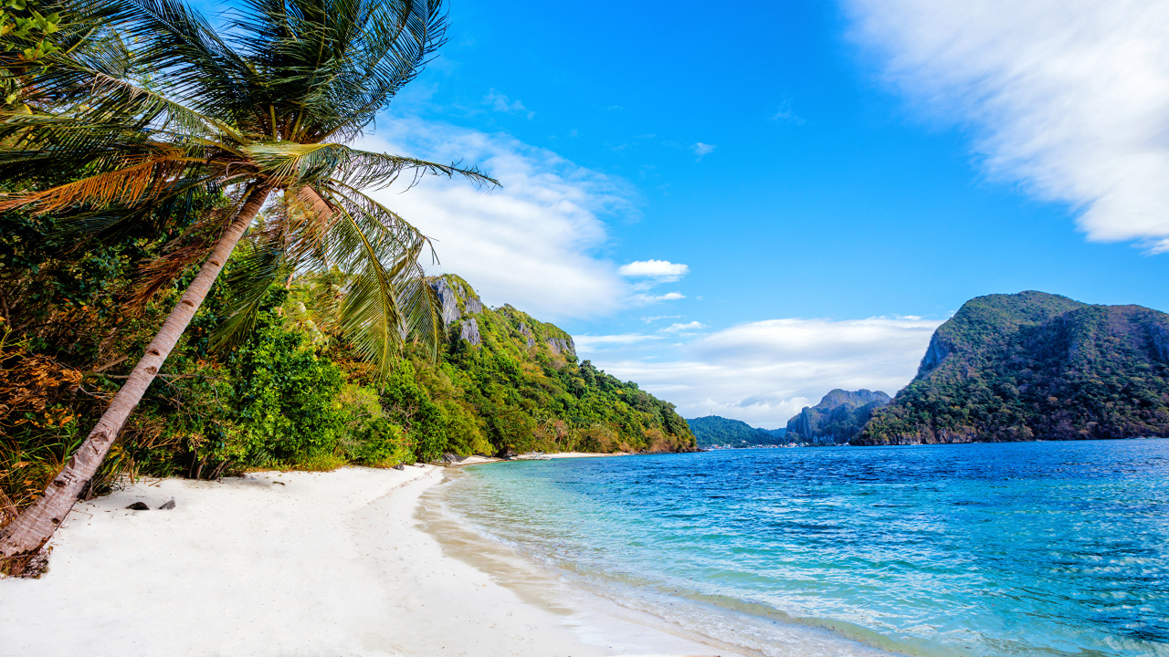 Green Palm Tree Near Body of Water During Daytime. Wallpaper in 1280x720 Resolution