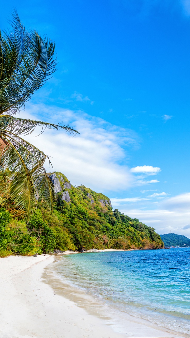 Green Palm Tree Near Body of Water During Daytime. Wallpaper in 720x1280 Resolution