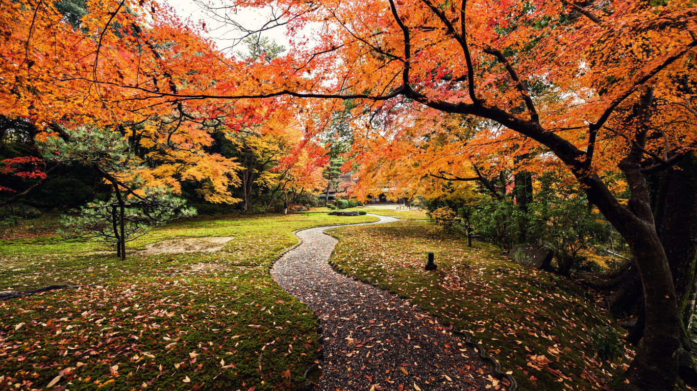 日本, 性质, 落叶, 季节, 阳光 壁纸 1366x768 允许