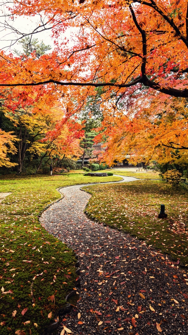 日本, 性质, 落叶, 季节, 阳光 壁纸 720x1280 允许