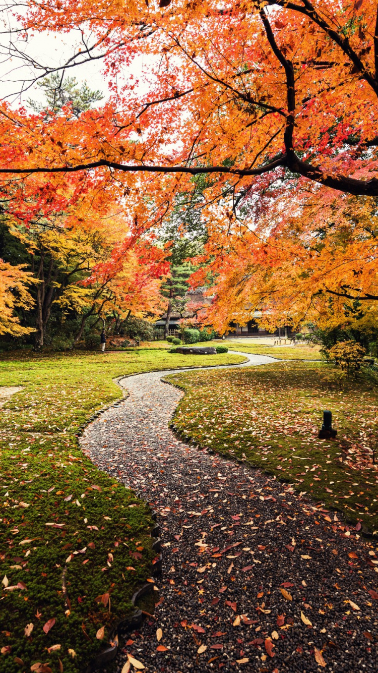 Brown and Orange Trees on Green Grass Field During Daytime. Wallpaper in 750x1334 Resolution