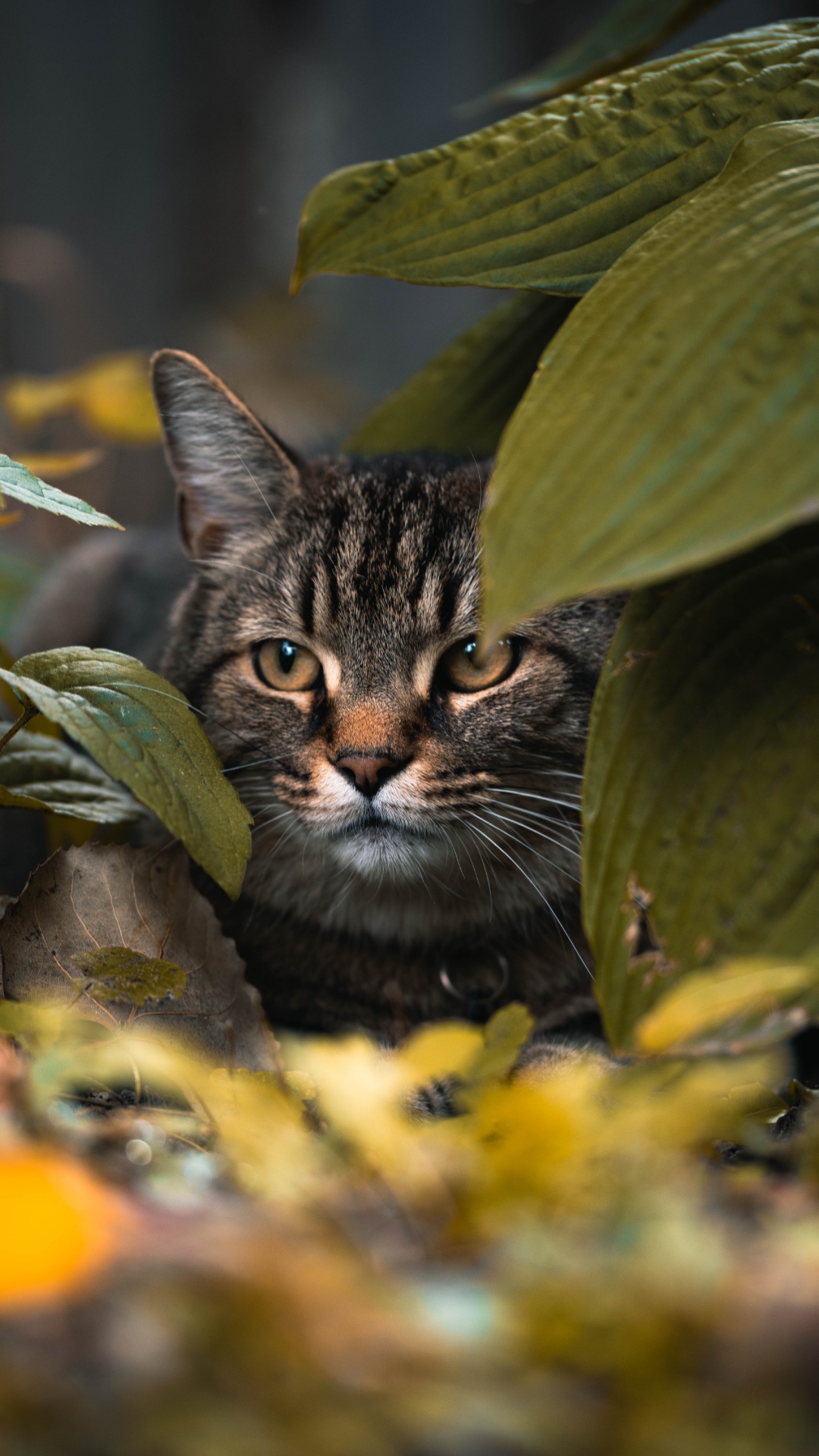 Braun Getigerte Katze Auf Grünen Blättern. Wallpaper in 1080x1920 Resolution