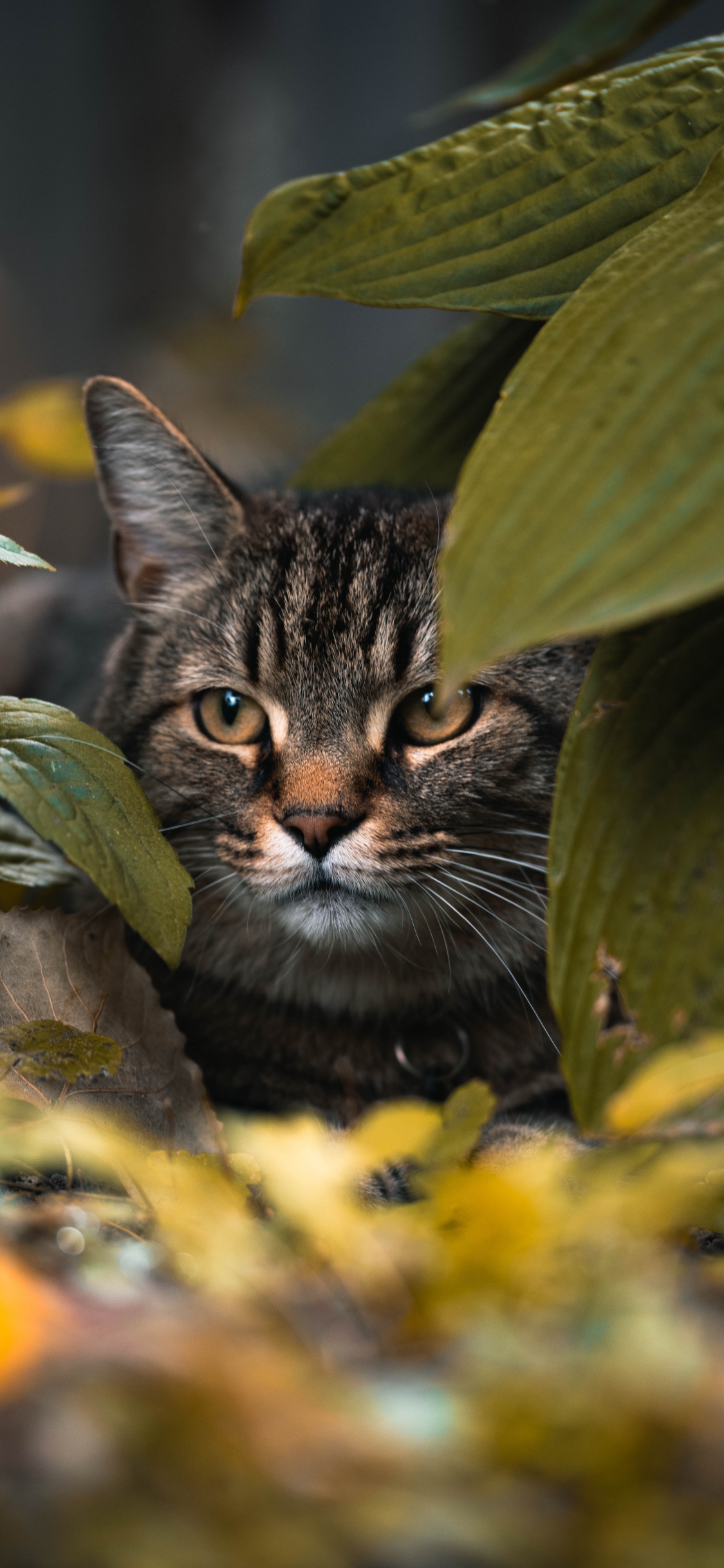 Braun Getigerte Katze Auf Grünen Blättern. Wallpaper in 1125x2436 Resolution