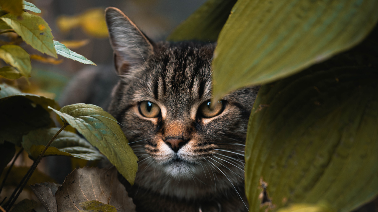 Braun Getigerte Katze Auf Grünen Blättern. Wallpaper in 1280x720 Resolution