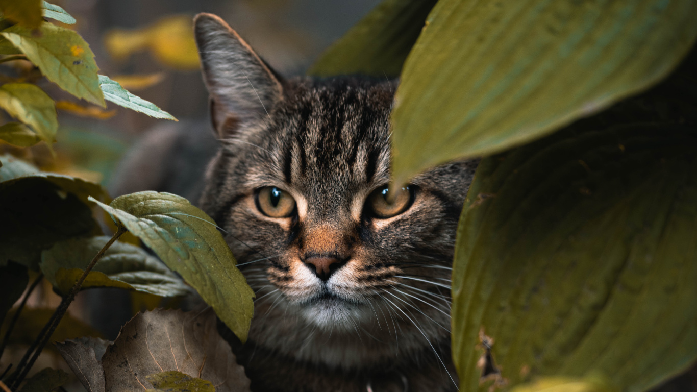 Braun Getigerte Katze Auf Grünen Blättern. Wallpaper in 1366x768 Resolution